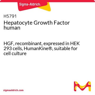 Hepatocyte Growth Factor human