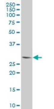 Monoclonal Anti-PLSCR3 antibody produced in