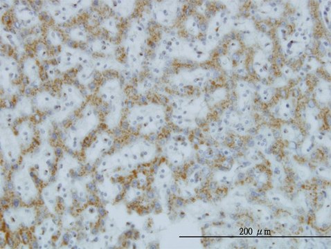 Monoclonal Anti-C1GALT1 antibody produced in