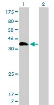 Monoclonal Anti-HOXA11 antibody produced in