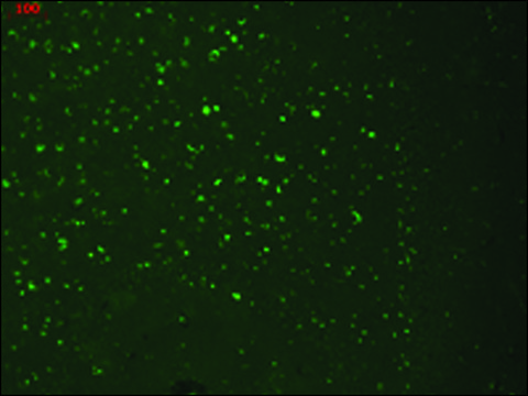 Monoclonal Anti-HCN3 antibody produced in