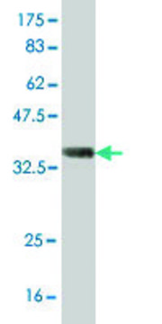 Monoclonal Anti-GGPS1 antibody produced in