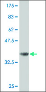 Monoclonal Anti-CDC25B antibody produced in