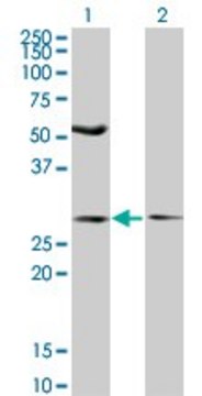 Monoclonal Anti-IFT57 antibody produced in