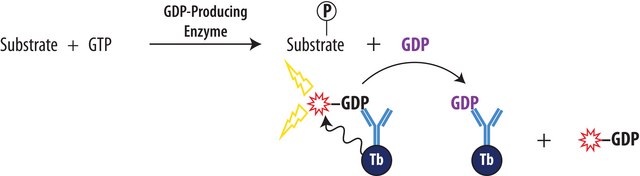 Transcreener® GDP TR-FRET Assay