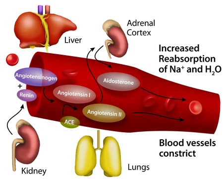 Angiotensin II human