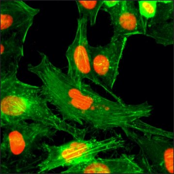 Anti-Monomethyl-Histone H4 (Arg3) antibody, Rabbit