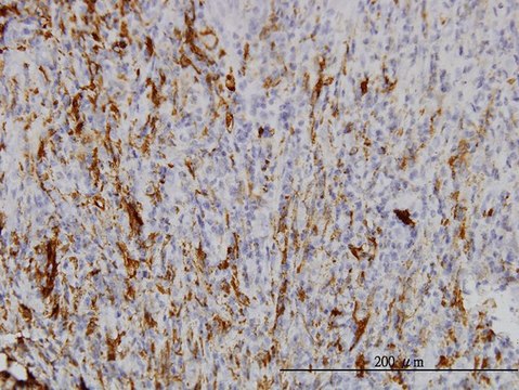 Monoclonal Anti-SCGN antibody produced in