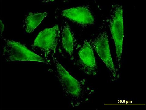 Monoclonal Anti-RFNG antibody produced in
