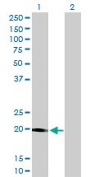 Monoclonal Anti-STK32A antibody produced in