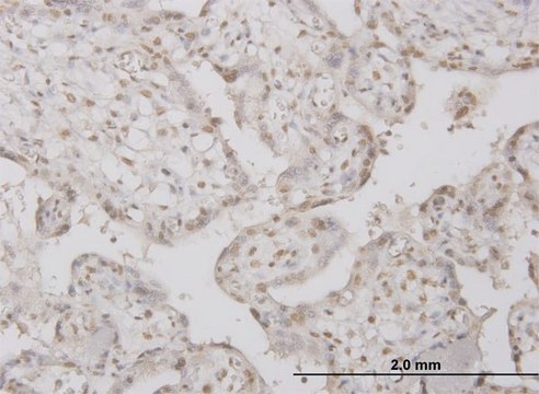 Monoclonal Anti-PPP1R2 antibody produced in