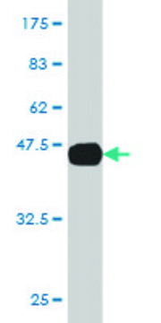 Monoclonal Anti-AGR2 antibody produced in