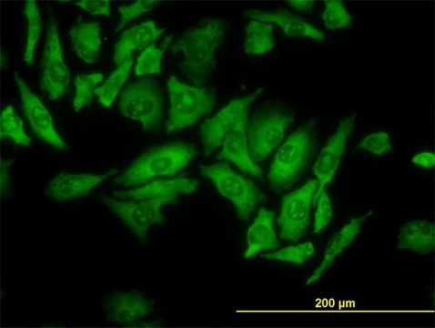Monoclonal Anti-RPL4 antibody produced in