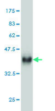 Monoclonal Anti-RPS27A antibody produced in
