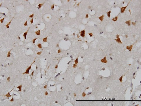 Monoclonal Anti-EIF2AK2 antibody produced in