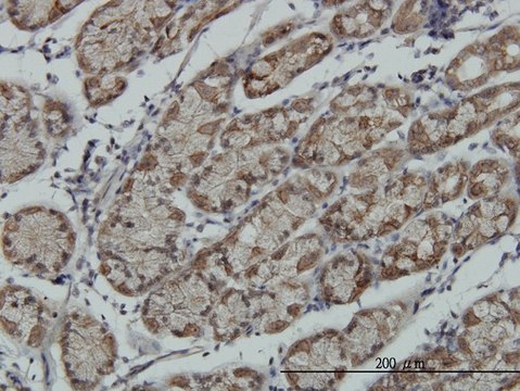 Monoclonal Anti-RPS6KA6 antibody produced in