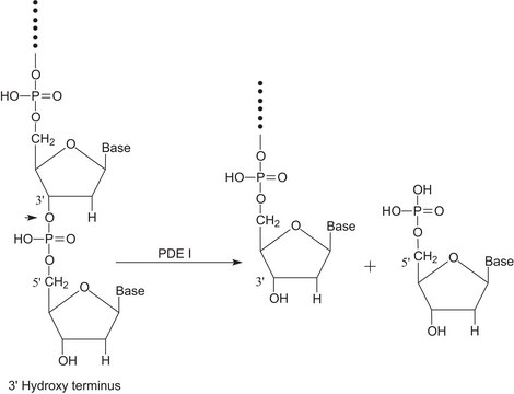 Phosphodiesterase I from Crotalus adamanteus