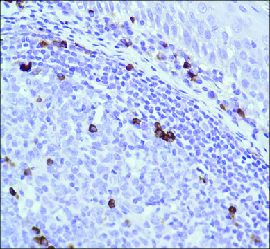 Anti-J-CHAIN antibody, Rabbit monoclonal