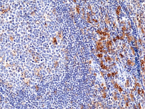 Anti-CD33 Rabbit Monoclonal Antibody