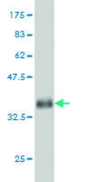 Monoclonal Anti-KLF9 antibody produced in