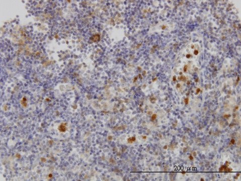 Monoclonal Anti-FGR antibody produced in