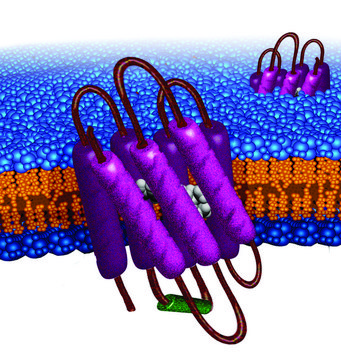 Bacteriorhodopsin from Halobacterium salinarum
