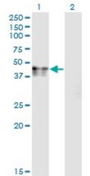 Monoclonal Anti-CANT1 antibody produced in