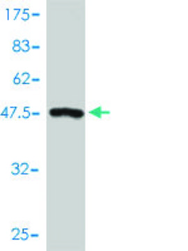 Monoclonal Anti-MPHOSPH6 antibody produced in