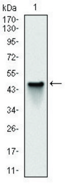 Monoclonal Anti-NQO1 antibody produced in