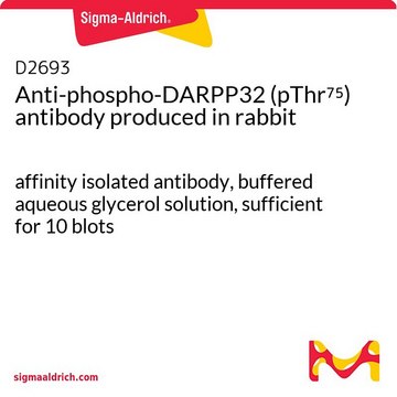 Anti-phospho-DARPP32 (pThr??) antibody produced in