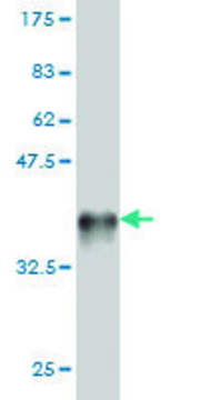 Monoclonal Anti-LGR7 antibody produced in