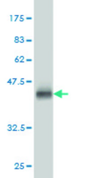 Monoclonal Anti-CACNG3 antibody produced in