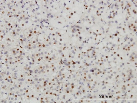 Monoclonal Anti-SAE1 antibody produced in
