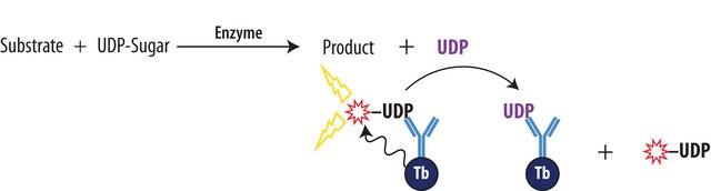 Transcreener® UDP² TR-FRET Assay