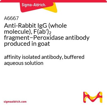Anti-Rabbit IgG (whole molecule), F(ab?)?