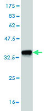 Monoclonal Anti-EXO1 antibody produced in