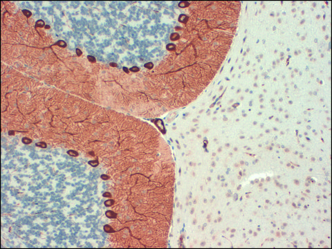 Monoclonal Anti-ITPR1 antibody produced in