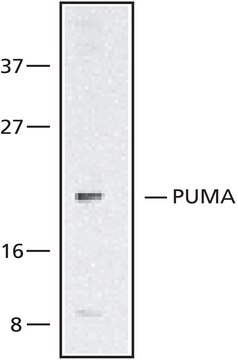 Anti-PUMA/bbc3, N-Terminal antibody produced in