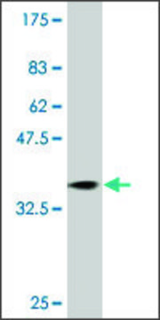 Monoclonal Anti-RAB31 antibody produced in