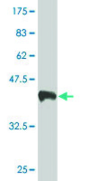 Monoclonal Anti-SLC30A5 antibody produced in