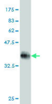 Monoclonal Anti-DUSP22 antibody produced in