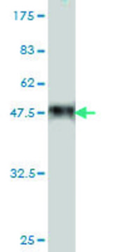 Monoclonal Anti-COP1 antibody produced in