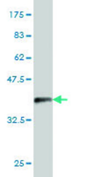Monoclonal Anti-PSMD6 antibody produced in
