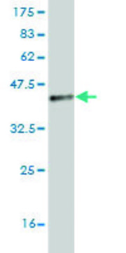 Monoclonal Anti-TLR5 antibody produced in
