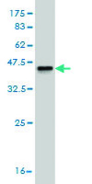 Monoclonal Anti-SHBG antibody produced in