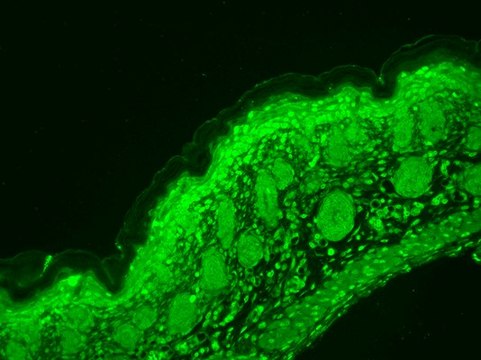 Monoclonal Anti-CACNA1D antibody produced in