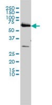 Monoclonal Anti-CCT6B antibody produced in