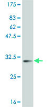 Monoclonal Anti-POLD4 antibody produced in