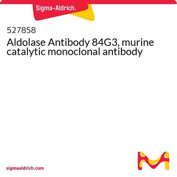 Aldolase Antibody 84G3, murine catalytic