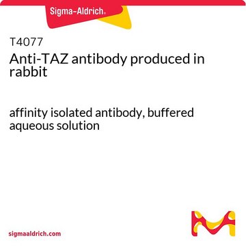 Anti-TAZ antibody produced in rabbit